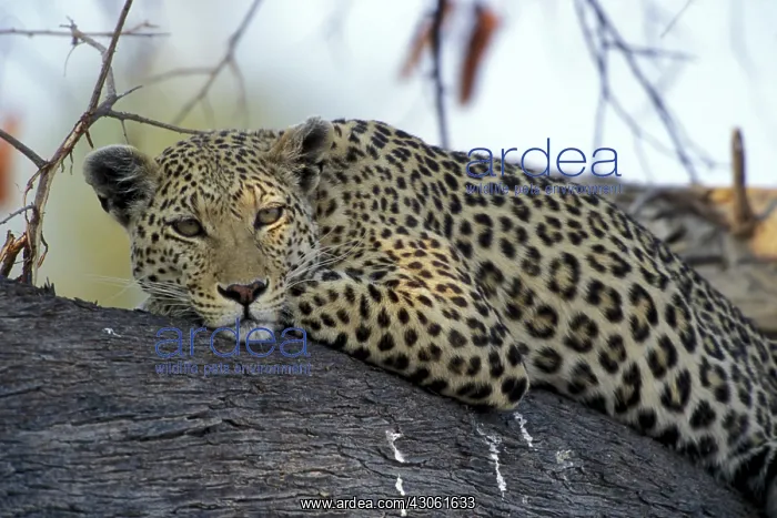 : Botswana, Moremi Game Reserve, Adult Female : Botswana, Moremi Game Reserve, Adult Female