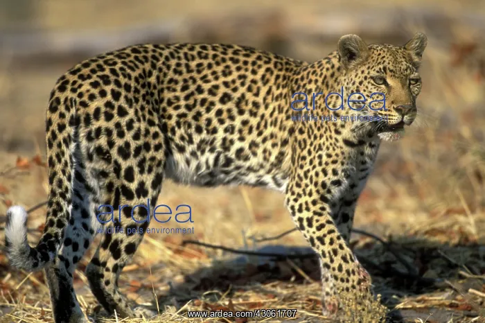 : Botswana, Moremi Game Reserve, Adult Female : Botswana, Moremi Game Reserve, Adult Female