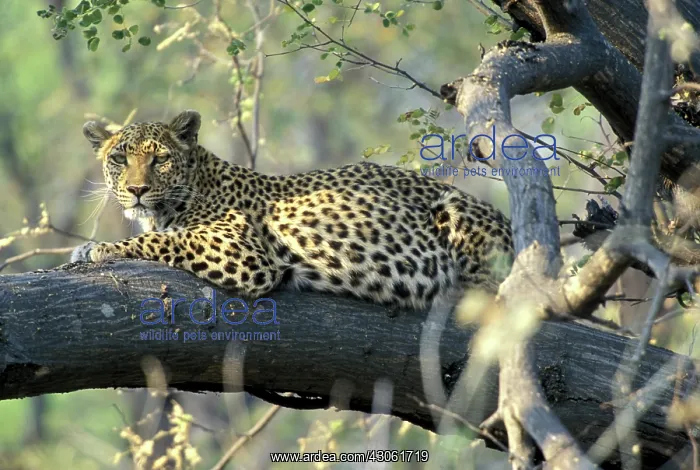 : Botswana, Moremi Game Reserve, Adult Female : Botswana, Moremi Game Reserve, Adult Female