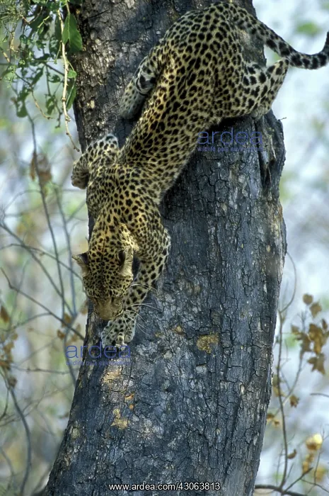 : Botswana, Moremi Game Reserve, Adult Female : Botswana, Moremi Game Reserve, Adult Female