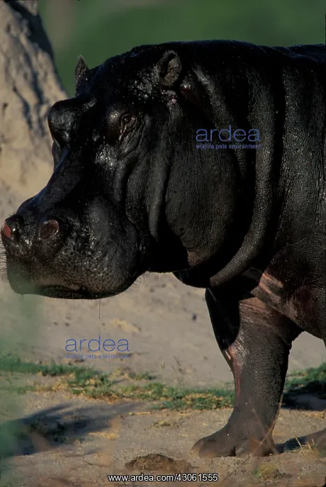 : Botswana, Moremi Game Reserve, Adult Hippopotamus : Botswana, Moremi Game Reserve, Adult Hippopotamus