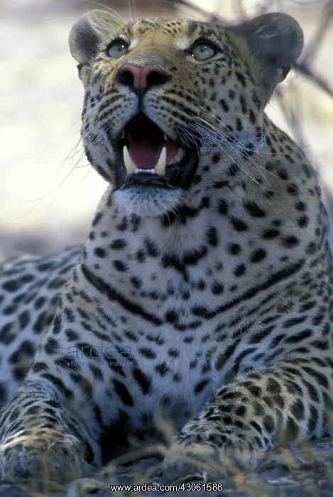 : Botswana, Moremi Game Reserve, Adult Male : Botswana, Moremi Game Reserve, Adult Male