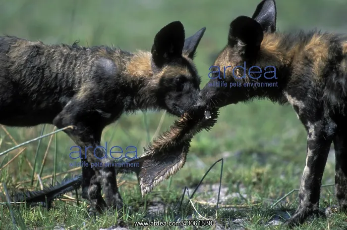 : Botswana, Moremi Game Reserve, African Wild : Botswana, Moremi Game Reserve, African Wild