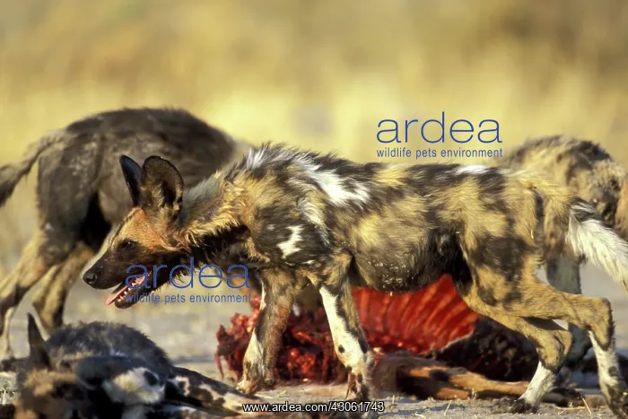 : Botswana, Moremi Game Reserve, African Wild : Botswana, Moremi Game Reserve, African Wild