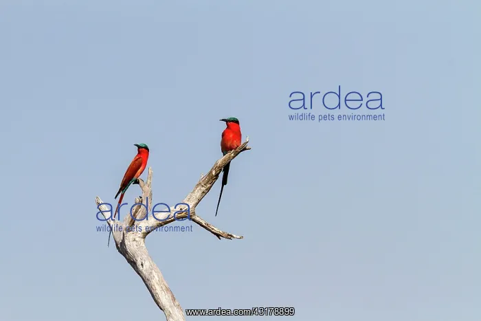 : Botswana, Moremi game reserve, carmine bee-eater : Botswana, Moremi game reserve, carmine bee-eater