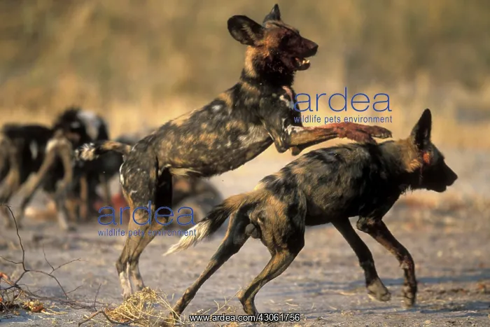 : Botswana, Moremi Game Reserve, Close-up : Botswana, Moremi Game Reserve, Close-up