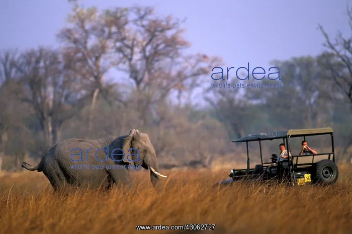 : Botswana, Moremi Game Reserve, Elephant : Botswana, Moremi Game Reserve, Elephant