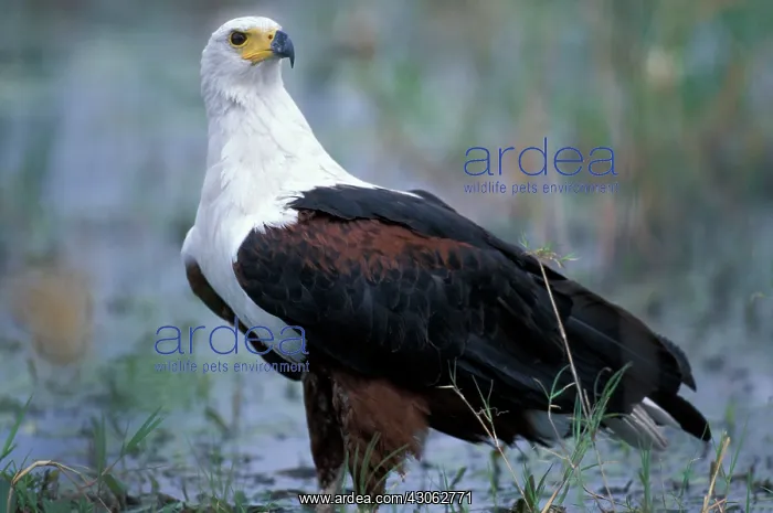 : Botswana, Moremi Game Reserve, Fish Eagle : Botswana, Moremi Game Reserve, Fish Eagle