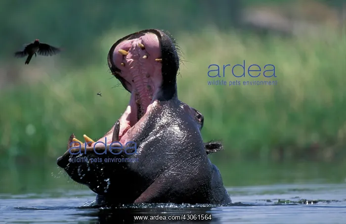 : Botswana, Moremi Game Reserve, Hippopotamus : Botswana, Moremi Game Reserve, Hippopotamus