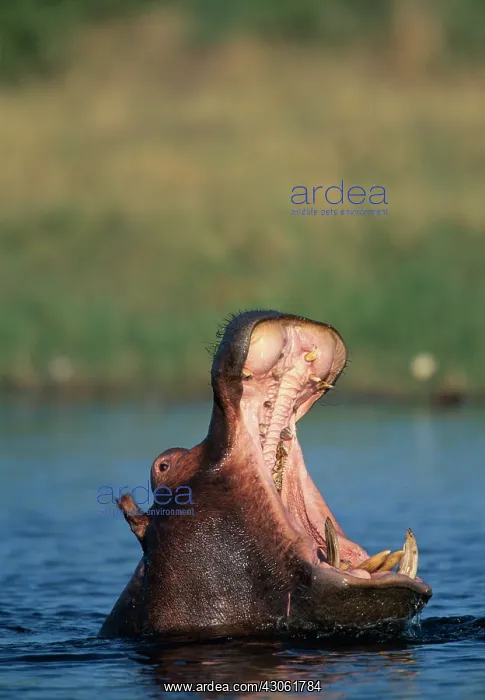 : Botswana, Moremi Game Reserve, Hippopotamus : Botswana, Moremi Game Reserve, Hippopotamus