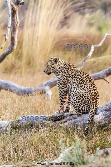 : Botswana, Moremi game reserve, leopard (Panthera : Botswana, Moremi game reserve, leopard (Panthera