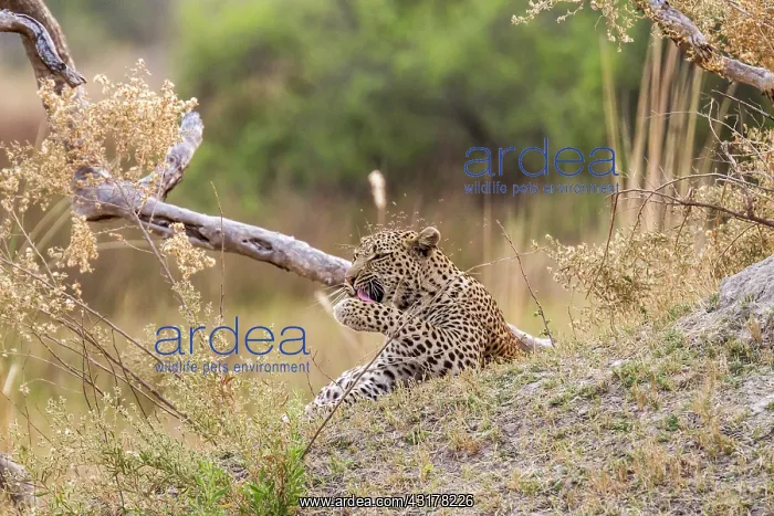 : Botswana, Moremi game reserve, leopard (Panthera : Botswana, Moremi game reserve, leopard (Panthera