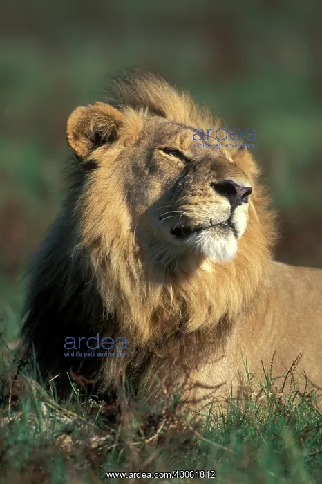: Botswana, Moremi Game Reserve, Male Lion : Botswana, Moremi Game Reserve, Male Lion