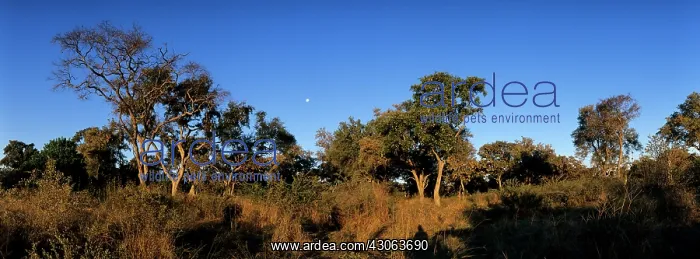 : Botswana, Moremi Game Reserve, Setting sun : Botswana, Moremi Game Reserve, Setting sun