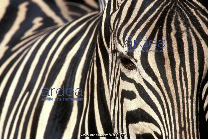 : Botswana, Moremi Game Reserve, Tight portrait : Botswana, Moremi Game Reserve, Tight portrait