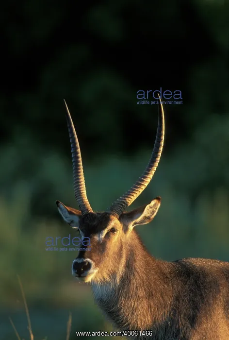 : Botswana, Moremi Game Reserve, Waterbuck : Botswana, Moremi Game Reserve, Waterbuck
