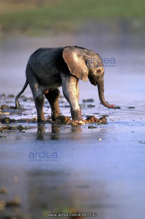 : Botswana, Moremi Game Reserve, Young Elephant : Botswana, Moremi Game Reserve, Young Elephant