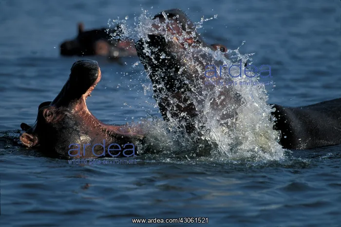 : Botswana, Moremi Game Reserve, Young Hippopotami : Botswana, Moremi Game Reserve, Young Hippopotami