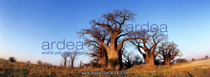 : Botswana, Nxai Pan National Park, Baines : Botswana, Nxai Pan National Park, Baines