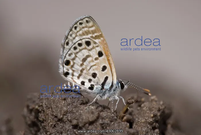 : Botswana, Nxai Pan National Park. Butterfly : Botswana, Nxai Pan National Park. Butterfly