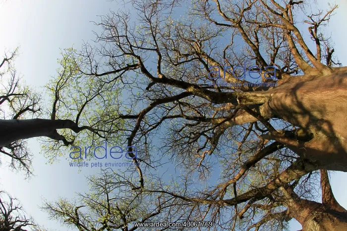 : Botswana, Nxai Pan National Park, Morning : Botswana, Nxai Pan National Park, Morning