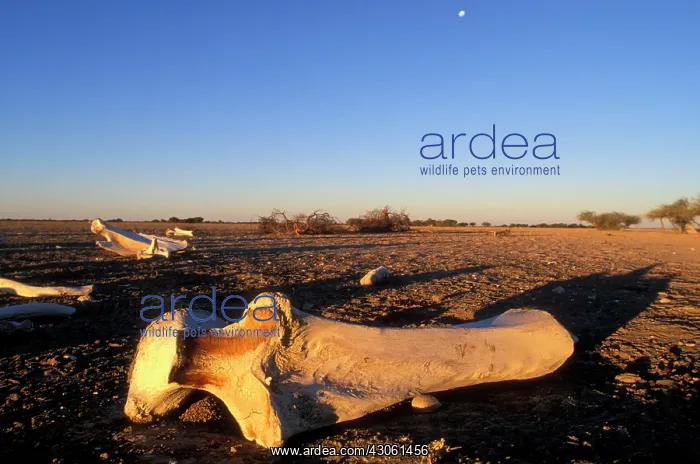 : Botswana, Nxai Pan National Park, Setting : Botswana, Nxai Pan National Park, Setting