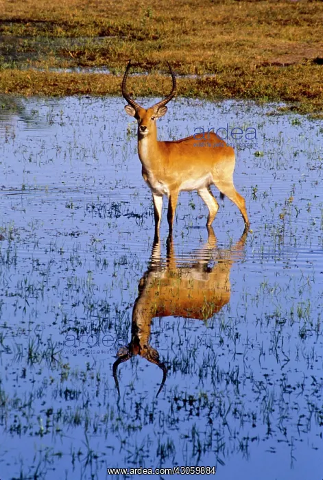 : Botswana: Okavango Delta, Chief's Island : Botswana: Okavango Delta, Chief's Island