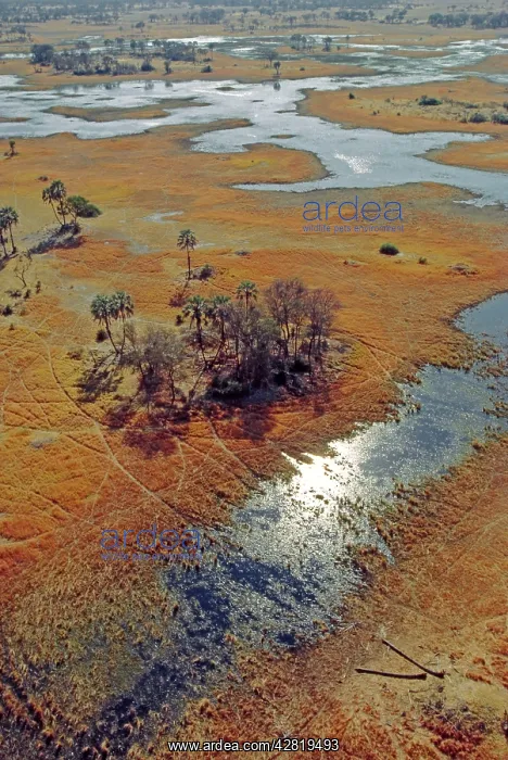 : BOTSWANA - Okavango flood plains, aerial : BOTSWANA - Okavango flood plains, aerial