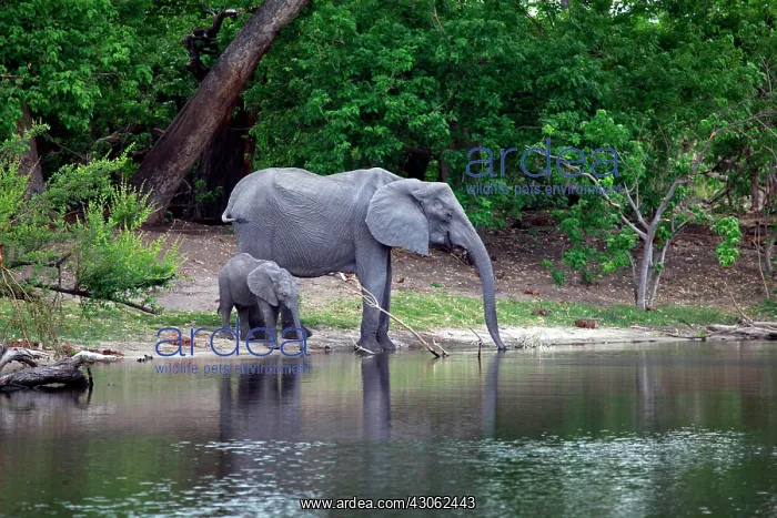 : Botswana, Savute. Elephant and baby drinking : Botswana, Savute. Elephant and baby drinking