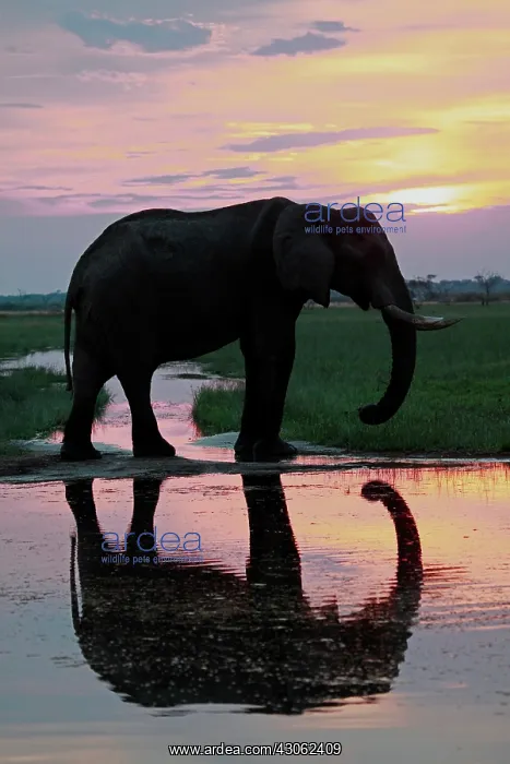  : Botswana, Savute. Elephant reflection in