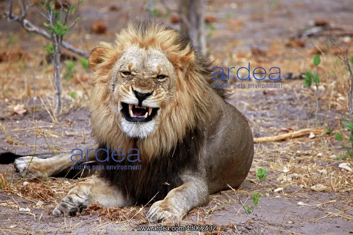 : Botswana, Savute. Lion snarling in Savute : Botswana, Savute. Lion snarling in Savute