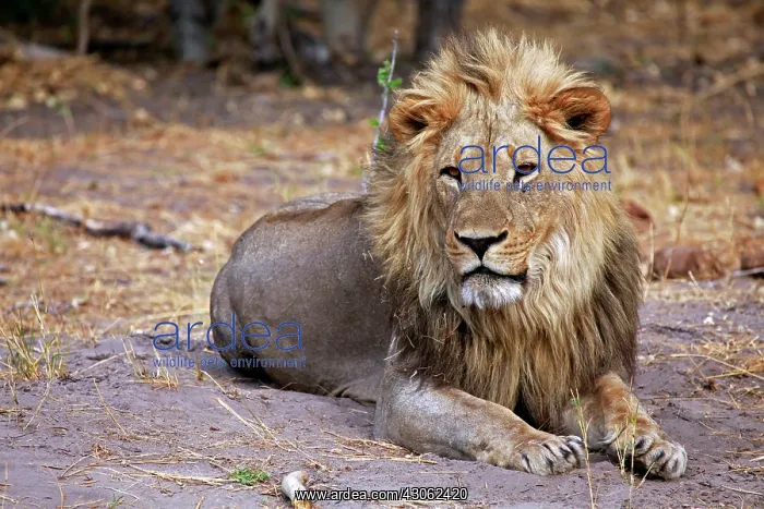 : Botswana, Savute. Male lion of Savute in : Botswana, Savute. Male lion of Savute in