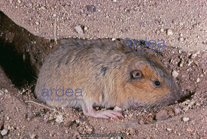 : BottaIs Pocket GOPHER- burrowing : BottaIs Pocket GOPHER- burrowing