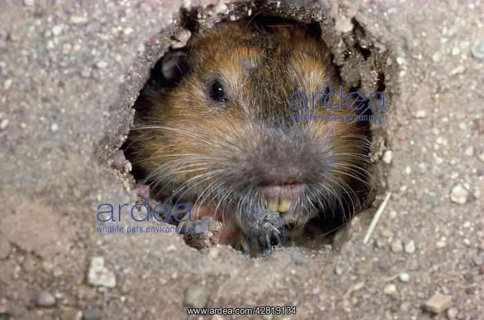 : BottaIs Pocket GOPHER- close-up of face : BottaIs Pocket GOPHER- close-up of face