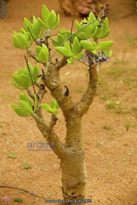 : Botterboom Tree : Botterboom Tree