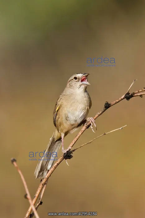 : Botteri's Sparrow - singing on territory : Botteri's Sparrow - singing on territory