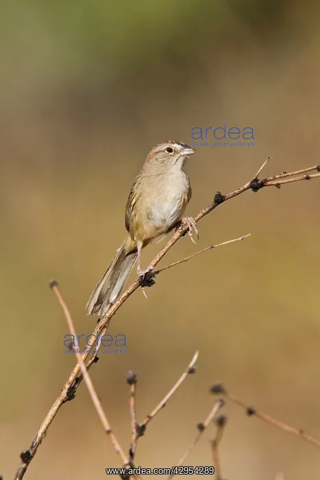 : Botteri's Sparrow - on territory : Botteri's Sparrow - on territory