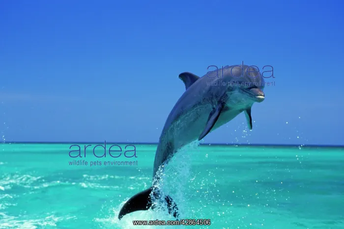 : Bottle-nosed Dolphin - Leaping from water : Bottle-nosed Dolphin - Leaping from water
