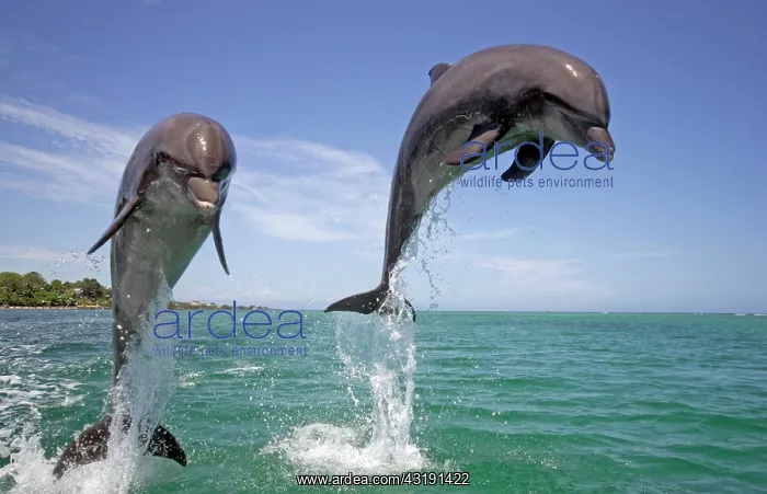 : Bottle-nosed Dolphin (Tursiops truncatus), adults : Bottle-nosed Dolphin (Tursiops truncatus), adults