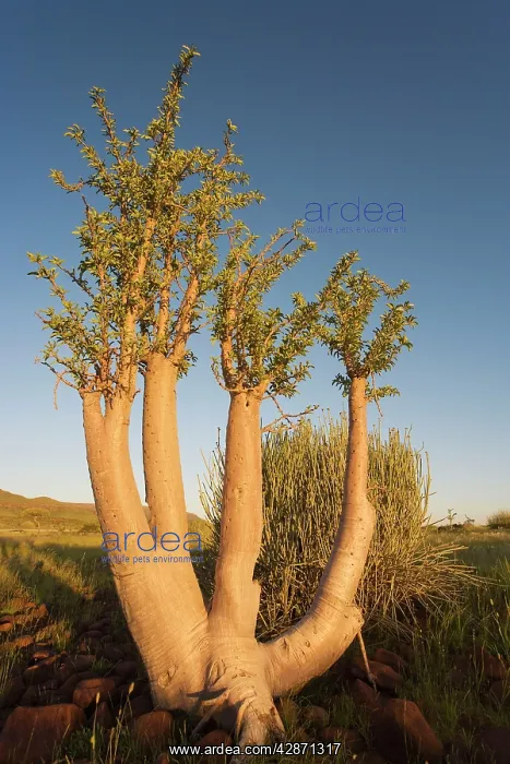 : Bottle Tree : Bottle Tree