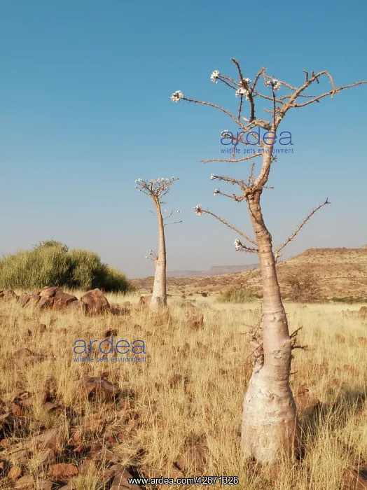 : Bottle Tree : Bottle Tree