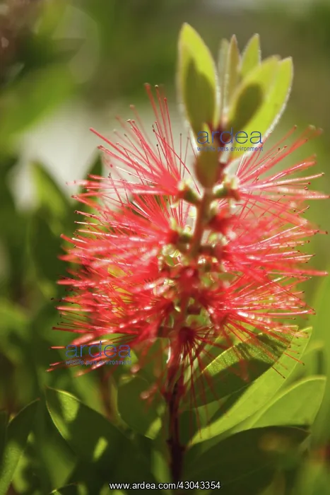 : Bottlebrush : Bottlebrush