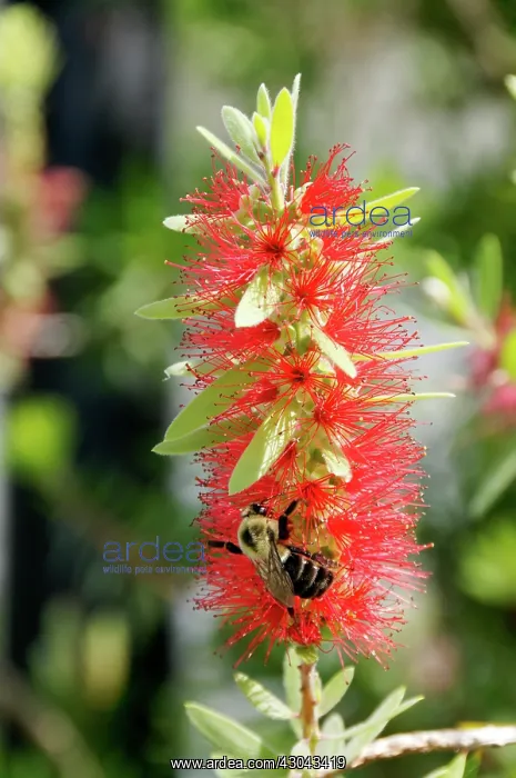 : Bottlebrush : Bottlebrush