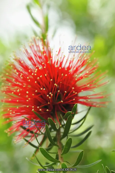 : Bottlebrush : Bottlebrush
