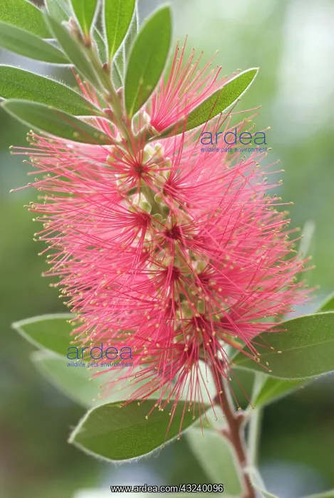 : Bottlebrush : Bottlebrush