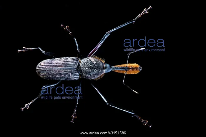 : Bottlebrush Weevil (Rhinostomus barbirostris) on : Bottlebrush Weevil (Rhinostomus barbirostris) on
