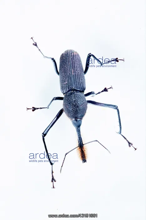 : Bottlebrush Weevil (Rhinostomus barbirostris) on : Bottlebrush Weevil (Rhinostomus barbirostris) on