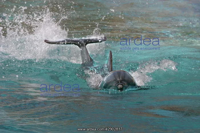 : Bottlenose Dolphin : Bottlenose Dolphin