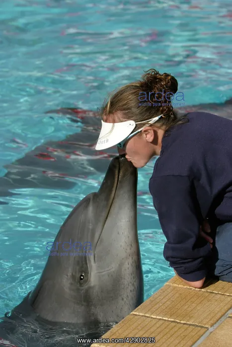 : Bottlenose Dolphin : Bottlenose Dolphin