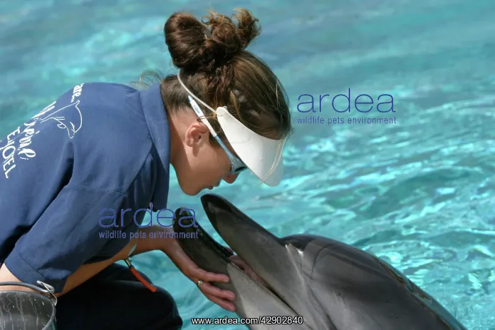  : Bottlenose Dolphin
